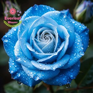 Ice Blue Roses - Etsy