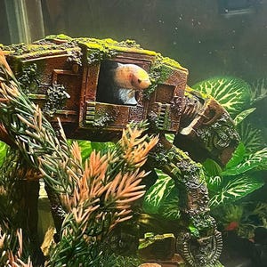 K&ouml;nnte beinhalten: Ein Kampffisch in einem Aquarium, der aus einer braunen, moosbedeckten AT-AT Walker-Dekoration herausschaut. Das Aquarium enth&auml;lt auch k&uuml;nstliche Pflanzen mit gr&uuml;nem und orangefarbenem Laub.