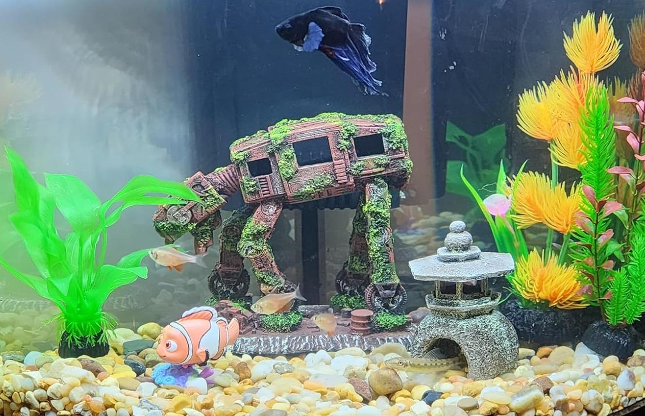 Stunning Goldfish Community Tank Setup With Hide Caves image