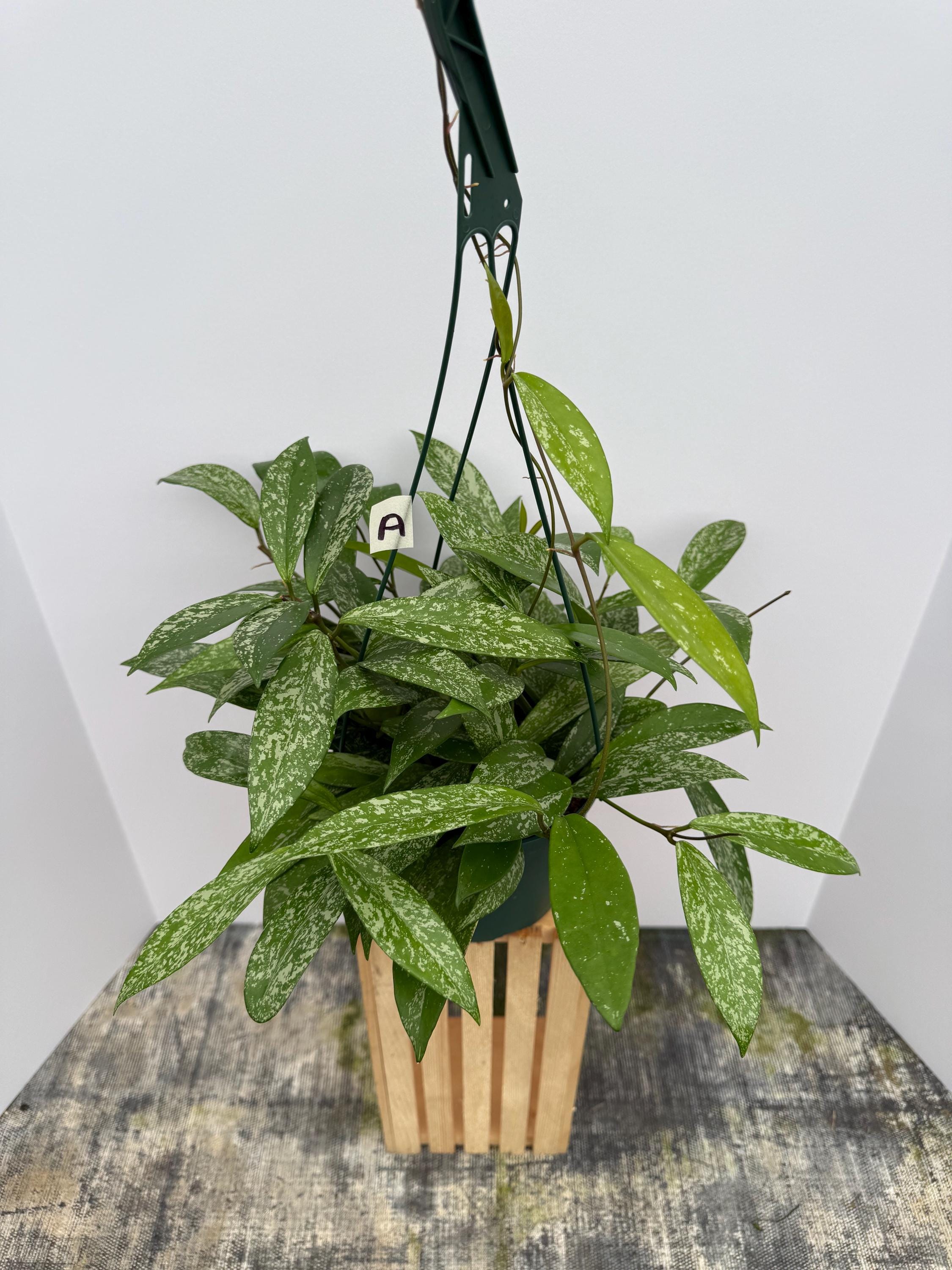 49 ホヤ プビカリックス pubicalyx シルバースプラッシュ 外斑入り 49