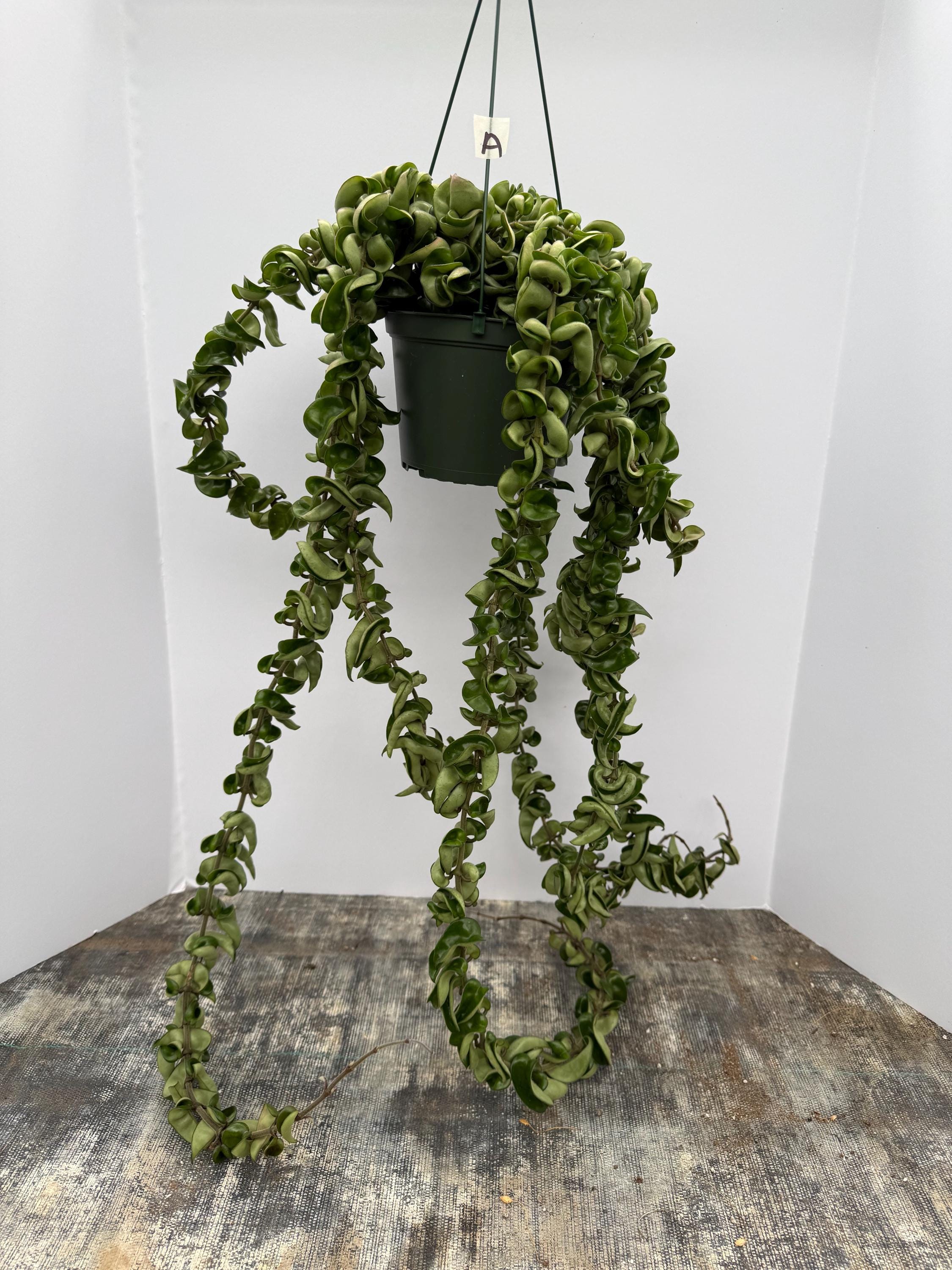 Hoya Lacunosa Queen Midori - Etsy