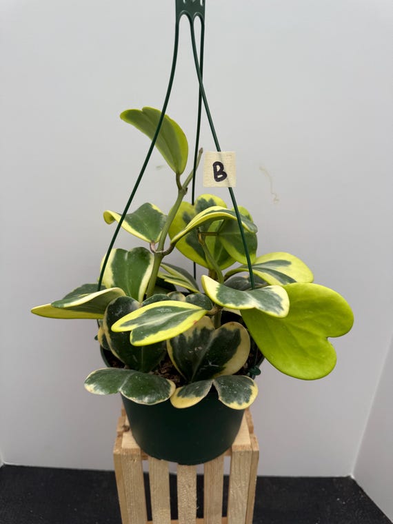 Hoya Kerrii Varigated