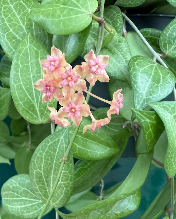 Hoya Fitchii 6in Pot - Etsy