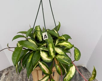 Hoya Carnosa Krimson Princess 6in Pot