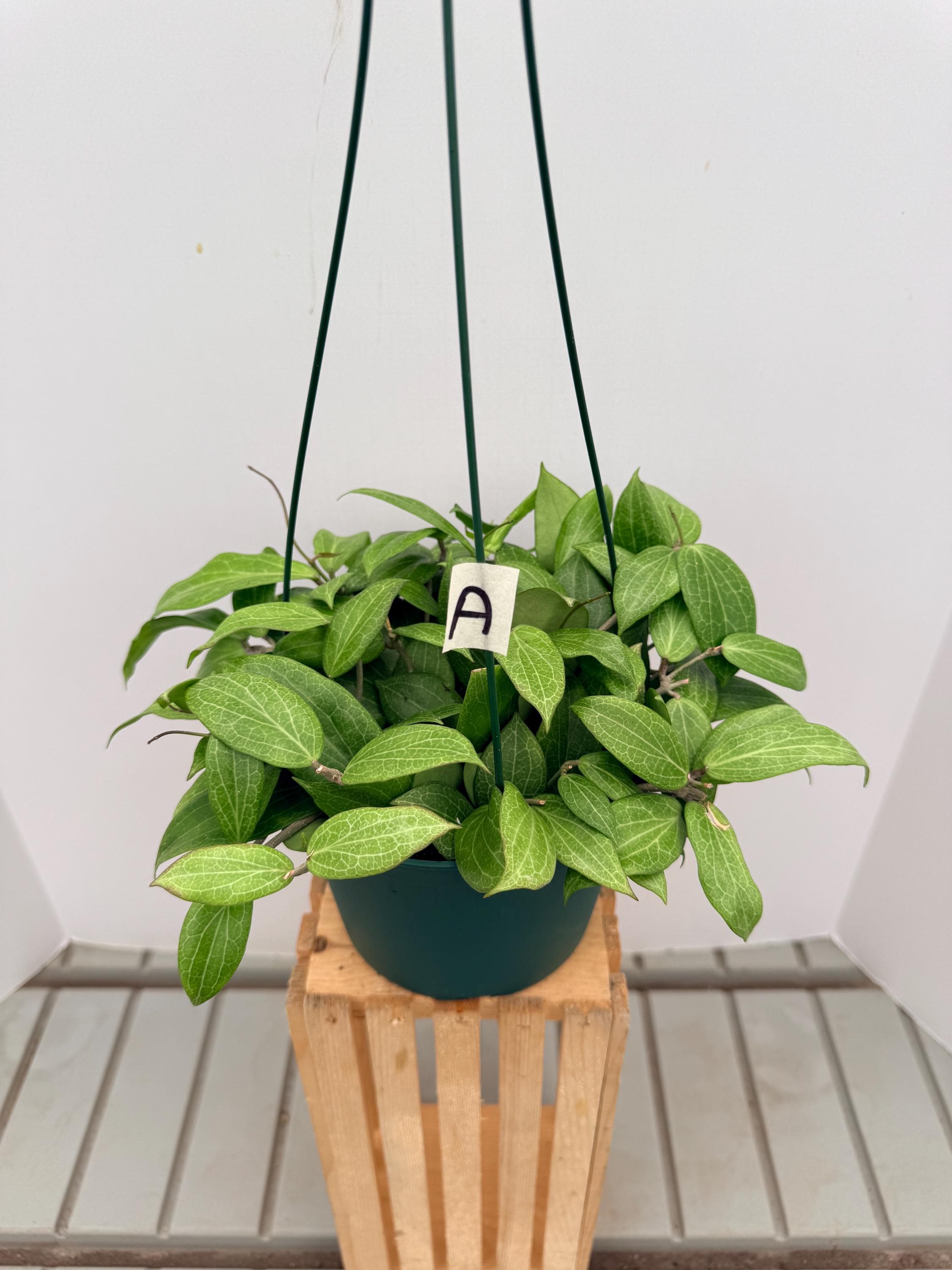 Hoya Fitchii 6in Pot - Etsy