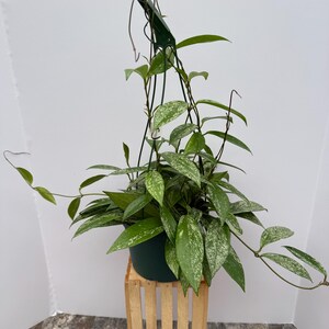 May include: A potted Hoya plant with green and white speckled leaves. The plant is in a dark green plastic pot and hangs from a green hook. It sits on a small wooden crate. The leaves are long and oval-shaped.