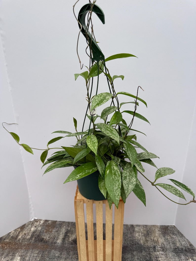 May include: A potted Hoya plant with green and white speckled leaves. The plant is in a dark green plastic pot and hangs from a green hook. It sits on a small wooden crate. The leaves are long and oval-shaped.
