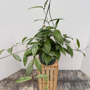 Hoya Pubicalyx Splash 6in Pot