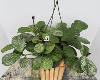 Hoya Medinillifolia Rooted Active Growth Point + Free