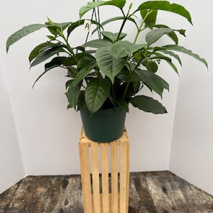 Hoya Multiflora, Shooting Star 6in Pot