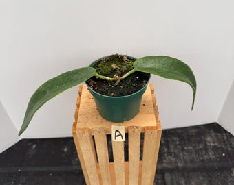 Hoya Archboldiana Pink 4in Pot