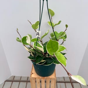 May include: A Hoya carnosa variegata plant in a dark green plastic hanging pot with a green plastic hanger. The plant has thick, waxy, heart-shaped leaves with green centers and creamy white margins. A small white tag with the letter A is attached.