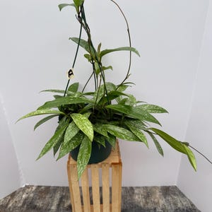 May include: A potted Hoya plant with green and white speckled leaves. The plant sits in a dark green pot, displayed on a small, light-colored wooden crate. The background is a plain white wall.