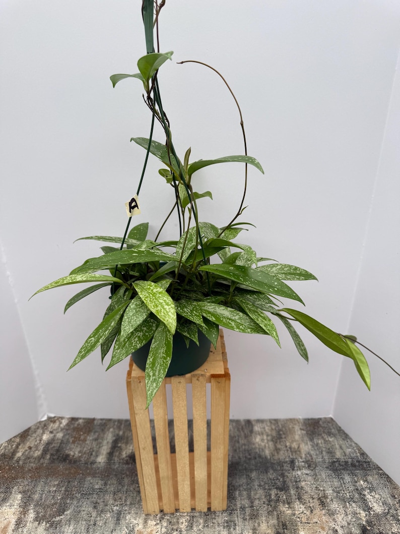 May include: A potted Hoya plant with green and white speckled leaves. The plant sits in a dark green pot, displayed on a small, light-colored wooden crate. The background is a plain white wall.