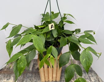Hoya Polyneura Fishtail 6in Pot
