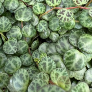 May include: Close-up of a String of Turtles plant, featuring small, round, green leaves with darker, mottled patterns. The leaves are densely packed, creating a textured surface. The plant's stems are visible, adding to the natural aesthetic.