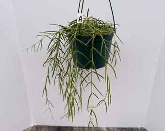 Hoya Linearis 6in Pot