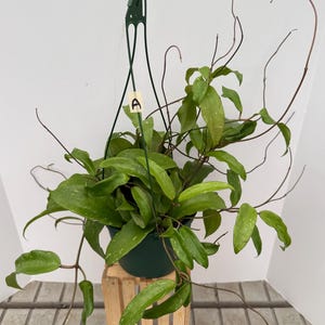 Hoya Rigida 6in Pot