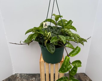 Hoya Carnosa Krinkle 6in Pot