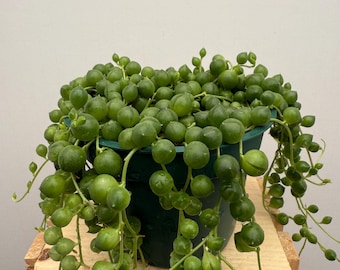 String of Pearls 4in Pot
