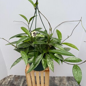 May include: A Hoya plant in a hanging basket. The plant has green leaves with white speckles. The plant is in a dark green pot, and the basket is made of light-colored wood. A small tag with the letter "B" is attached to the plant.