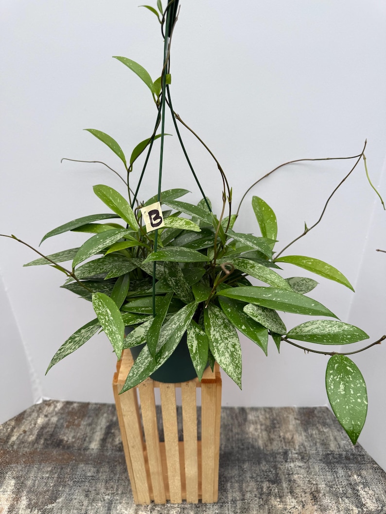 May include: A Hoya plant in a hanging basket. The plant has green leaves with white speckles. The plant is in a dark green pot, and the basket is made of light-colored wood. A small tag with the letter "B" is attached to the plant.