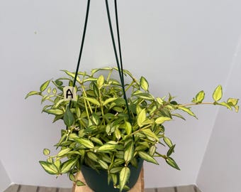 RARE Hoya Rigidifolia Variegated Unrooted Cutting (1 Node, 2