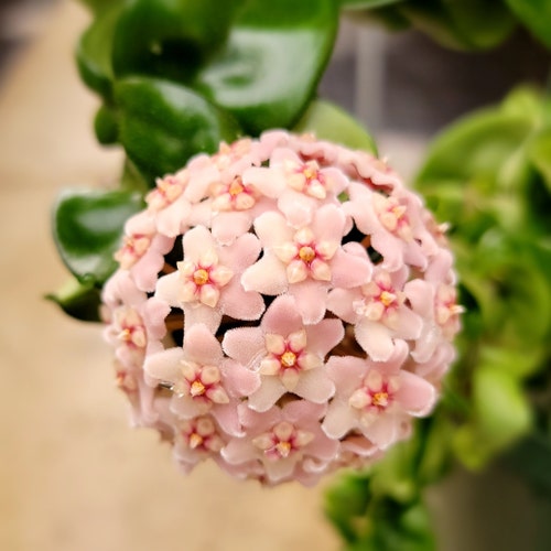 Hoya Kerrii Varigated