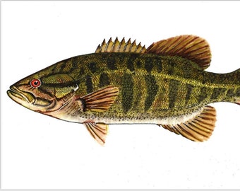 May include: A detailed illustration of a green and brown fish with red eyes and orange fins. The fish is swimming to the right.