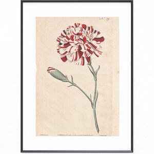Kopergravure van anjer ca. 1790 | Dianthus caryophyllus Curtis Botanical Magazine | oude kleuren originele prent Sowerby Anjers
