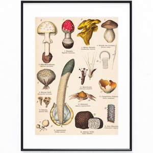 Antique mushroom chart 1895 | Original teaching chart with fly agaric, chanterelle, truffle & porcini | not a reprint | Vintage botany mushrooms