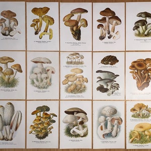 Peut inclure: Une collection de 18 illustrations vintage de champignons, chacun avec une forme, une couleur et une texture uniques. Les illustrations sont numérotées et nommées en allemand.