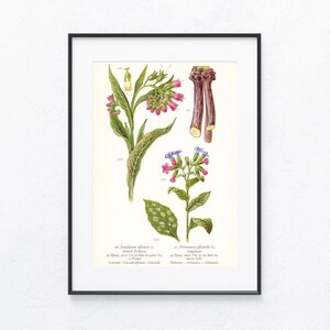 May include: A vintage botanical illustration of two plants, Symphytum officinale L. and Pulmonaria officinalis L. The illustration is in watercolor and shows the plants in detail, including their leaves, flowers, and roots. The illustration is labeled with the scientific names of the plants.
