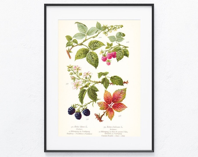 1936 Original Botanical Plate, Raspberries Print, Blackberries ...