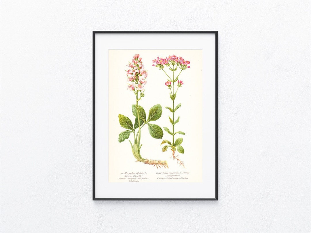 1936 Original Botany Print, Flowers, Vegetation, Flora, Plants, Herbs ...
