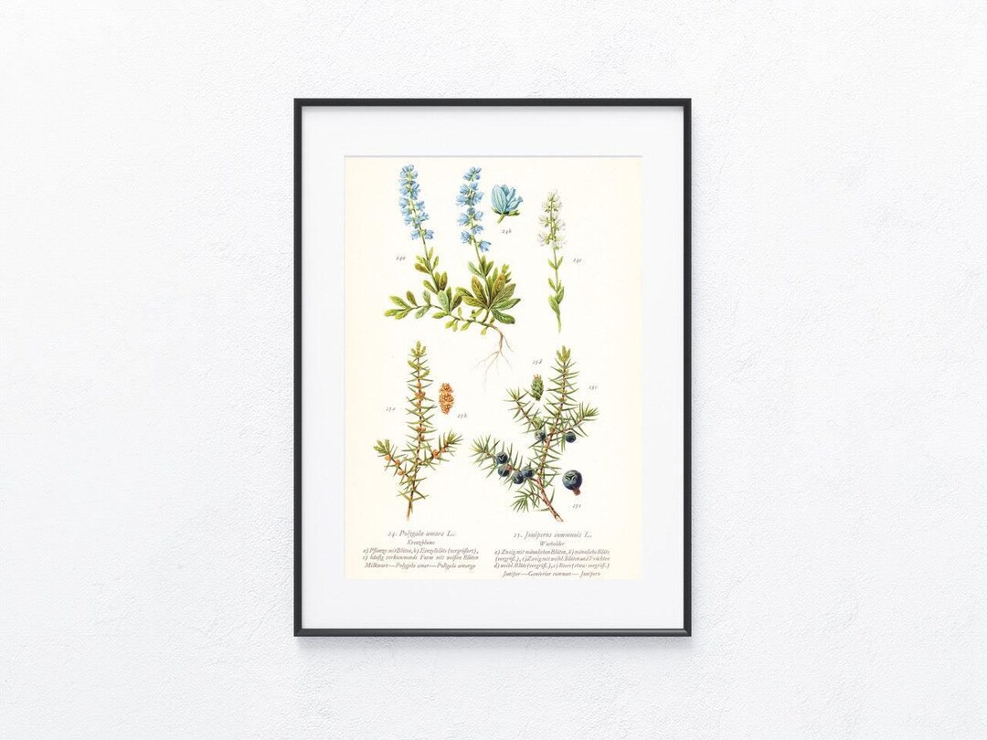 Juniper 1936 Original Print, Flowers, Vegetation Flora, Plants Herbs ...