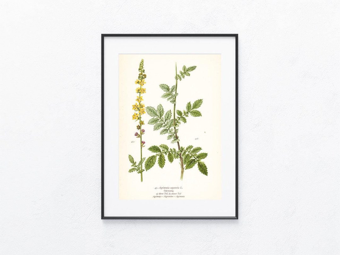 1936 Original Print, Flowers, Vegetation Flora, Plants Herbs Art ...