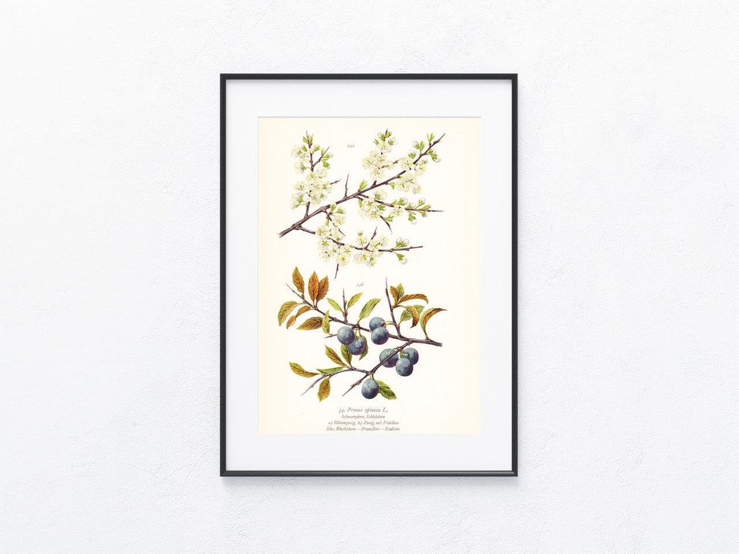 1936 Blackthorn Original Print, Flowers, Vegetation Flora, Plants Herbs ...