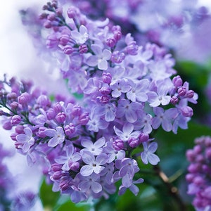 Peut inclure: Un gros plan sur un bouquet de fleurs de lilas aux nuances de violet et de lavande. Les fleurs sont en pleine floraison et dégagent un parfum délicat et sucré.