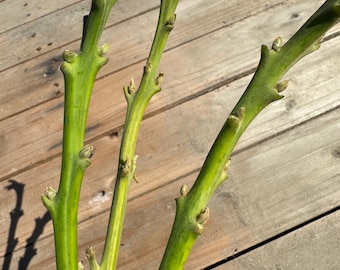 Duke Avocado Scion set of 3