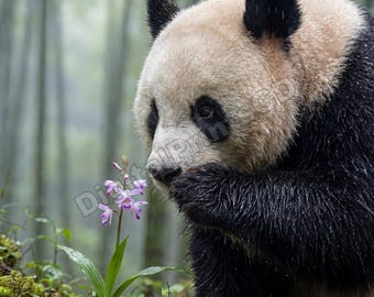 Giant Panda Wall Art Set of 5 | 4K Wildlife Photography Prints | Digital Download | Nature Home Decor