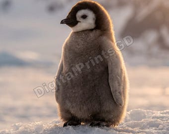 Adorable Penguin Wall Art Printables (Set of 5) – Digital Download | Wildlife Decor | Antarctica Bird Art