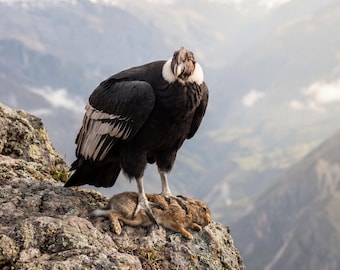 Andean Condor Print: Majestic Eagle in Flight, Wildlife Photography