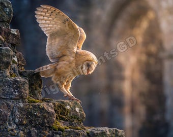 Barn owl wall art set of 5 3:4 4K digital download rustic farmhouse nursery decor wildlife bird photography printable poster for home walls!