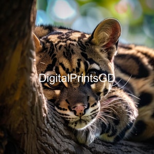Clouded Leopard Photography Print: Rare Jungle Cat Wall Art