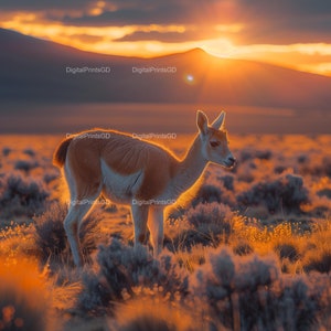 Elegant Vicuña Photograph: Andean Wildlife Art (2048x2048 px)