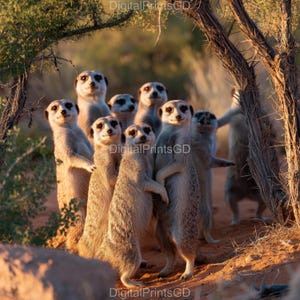 Watchful Meerkat Photography Set of 4 | 4K Wildlife JPG Prints | 1:1 Digital Download | Kalahari Desert Animal Decor,Meerkats group