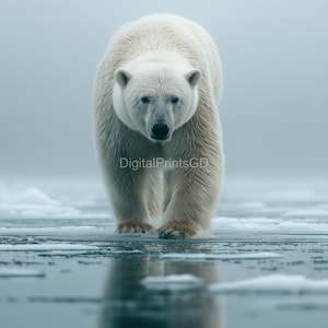 Polar Bear Wall Art Set of 4 | 4K Arctic Wildlife Photography Prints | 3:4 JPG Digital Download | Majestic Polar Bear Home Decor