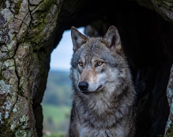 Wolf Photography Print Set | Moonlit Wildlife Art (Digital Download)