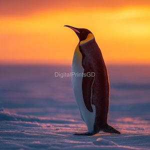 Juego de 4 impresiones de pingüinos para pared / Fotografías de pingüinos en 4K / Decoración de animales árticos / Descarga digital JPG 3:4 / Póster de vida silvestre para guardería